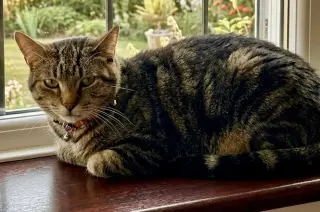 Pepper