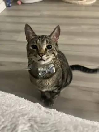 Pepper