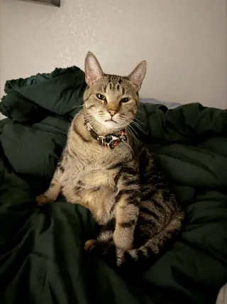 Pepper