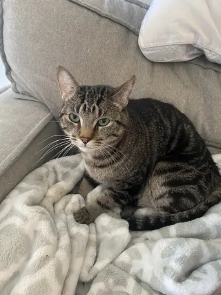 Pepper