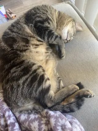 Pepper