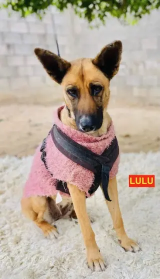 LULU