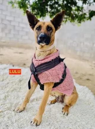 LULU