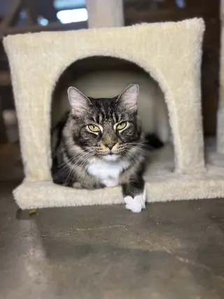 Bella
