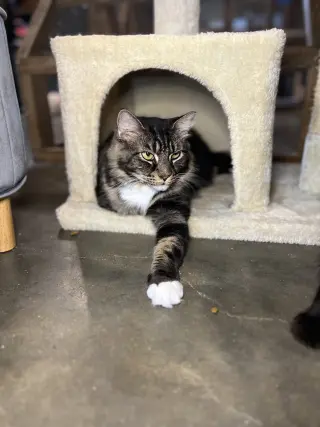 Bella