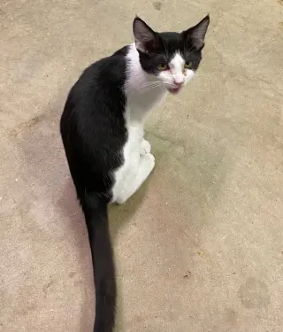 Thingamajig