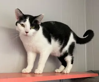 Thingamabob