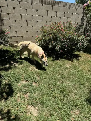 Dakota