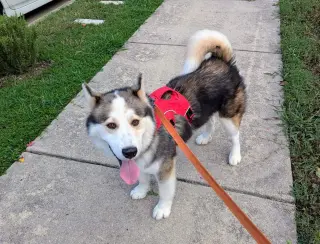Luka