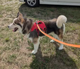 Luka