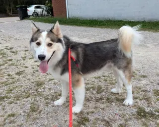 Luka