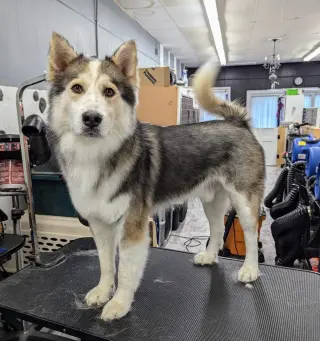 Luka