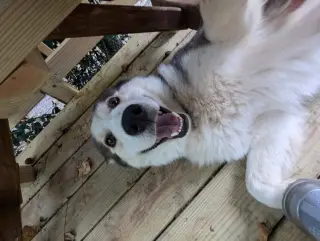 Luka