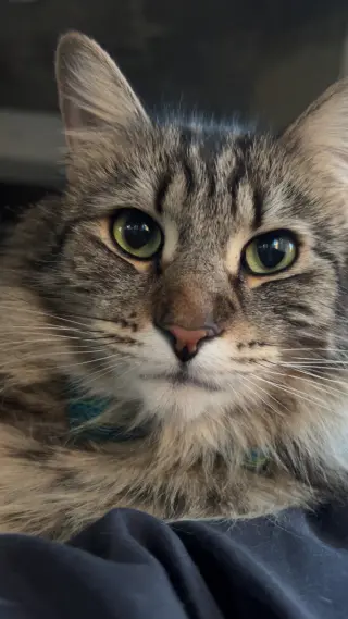 JASPER (COURTESY POST)