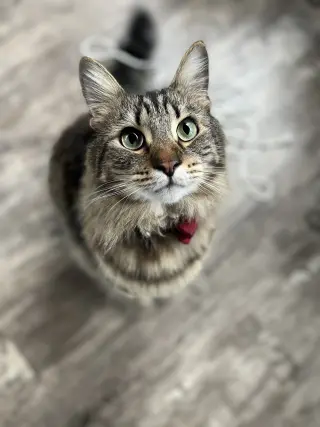 JASPER (COURTESY POST)