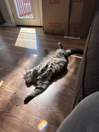 JASPER (COURTESY POST)
