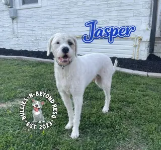 Jasper