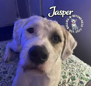 Jasper