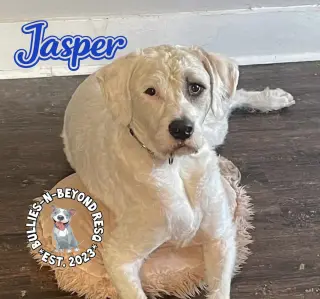 Jasper