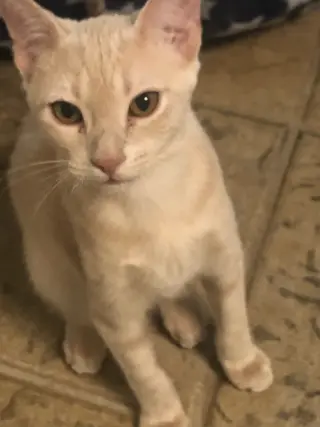 Custard