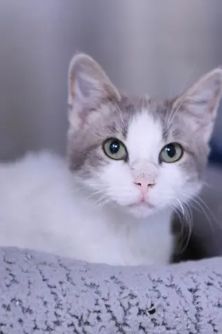 Ravi