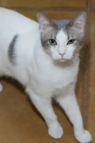 Ravi