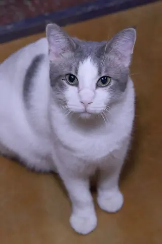 Ravi