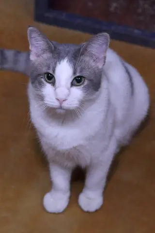 Ravi