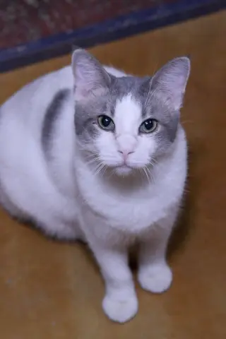 Ravi