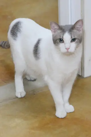 Ravi
