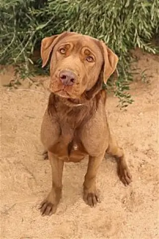 Delilah