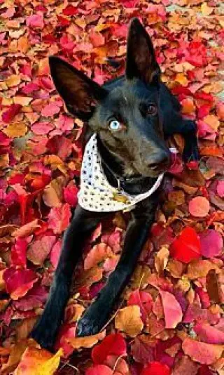 Autumn