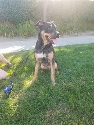 Tyson