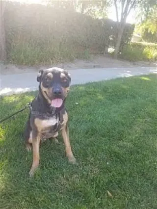 Tyson