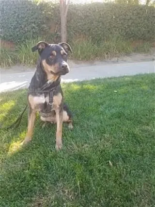 Tyson