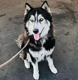 Oso
