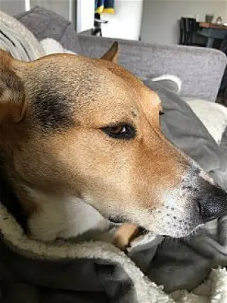 Scout