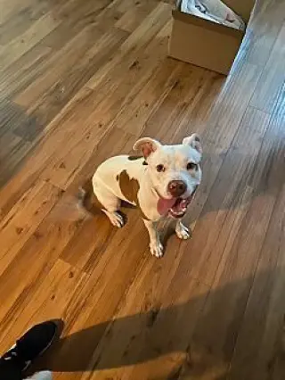 Spot