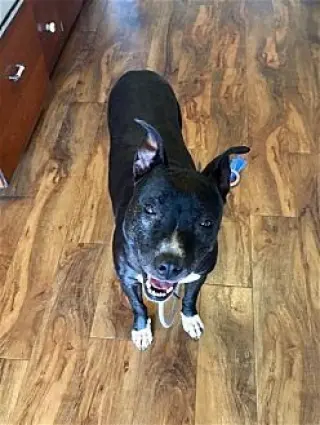 Xena Girl