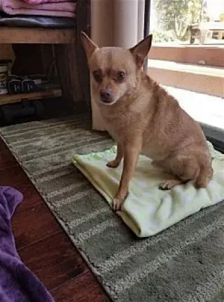 Duke