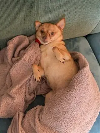 Duke