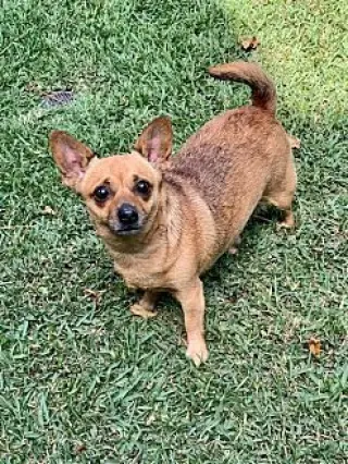Penny