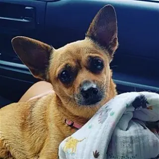 Penny
