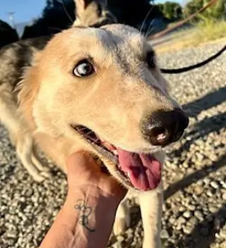 Harley