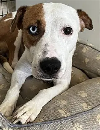 Poppy