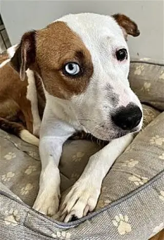 Poppy
