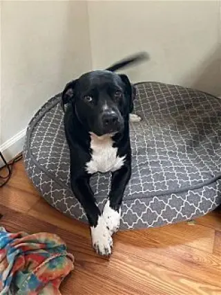 Daisy Girl