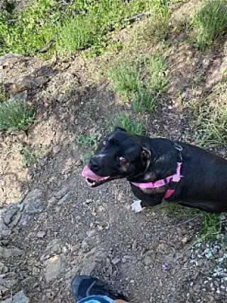 Daisy Girl