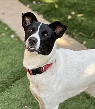 Charlie