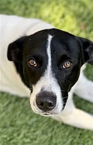 Charlie